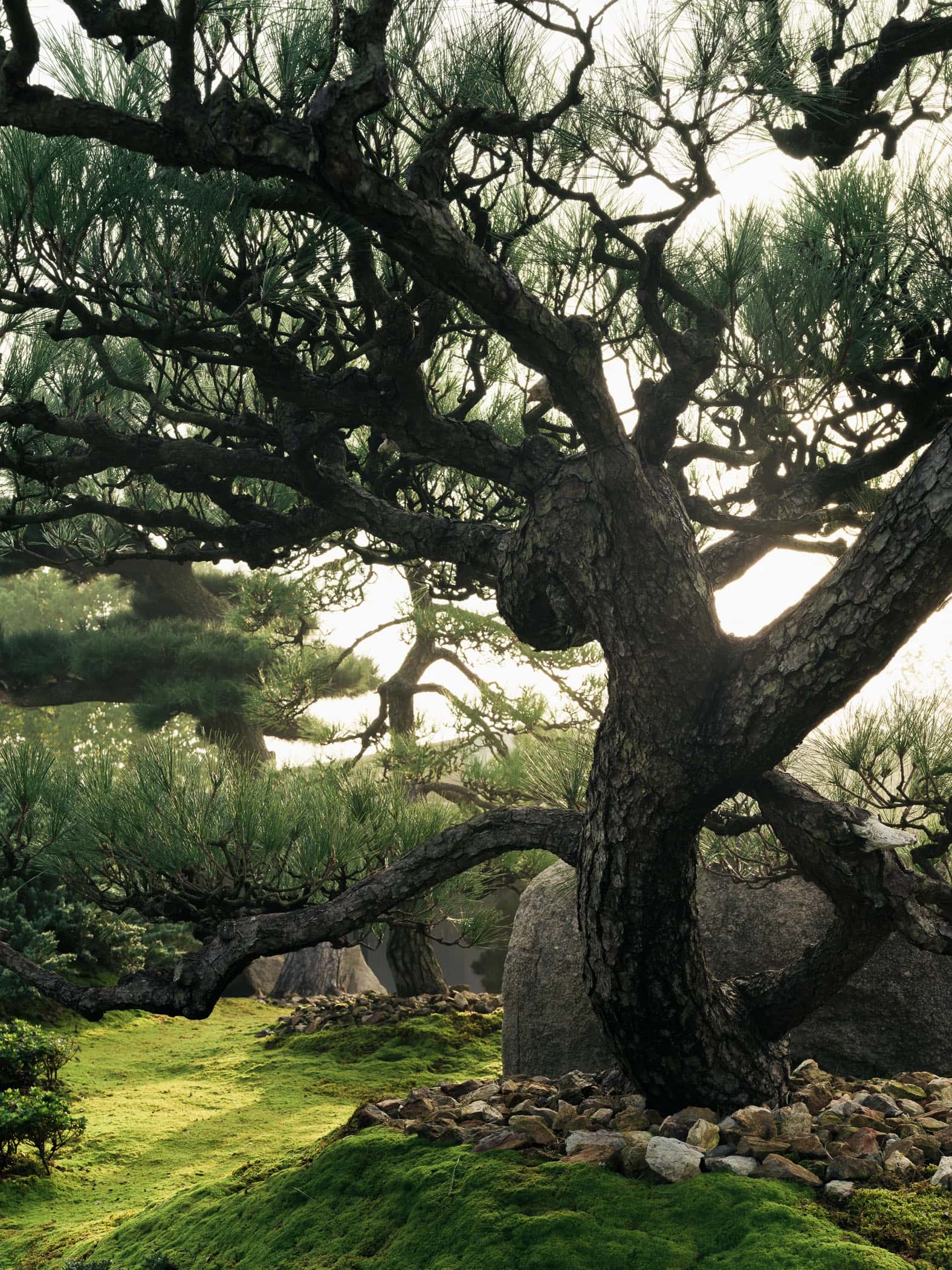 Garden No. 3|三号园林 - Xiao Tan-谭啸 - Görsel 3