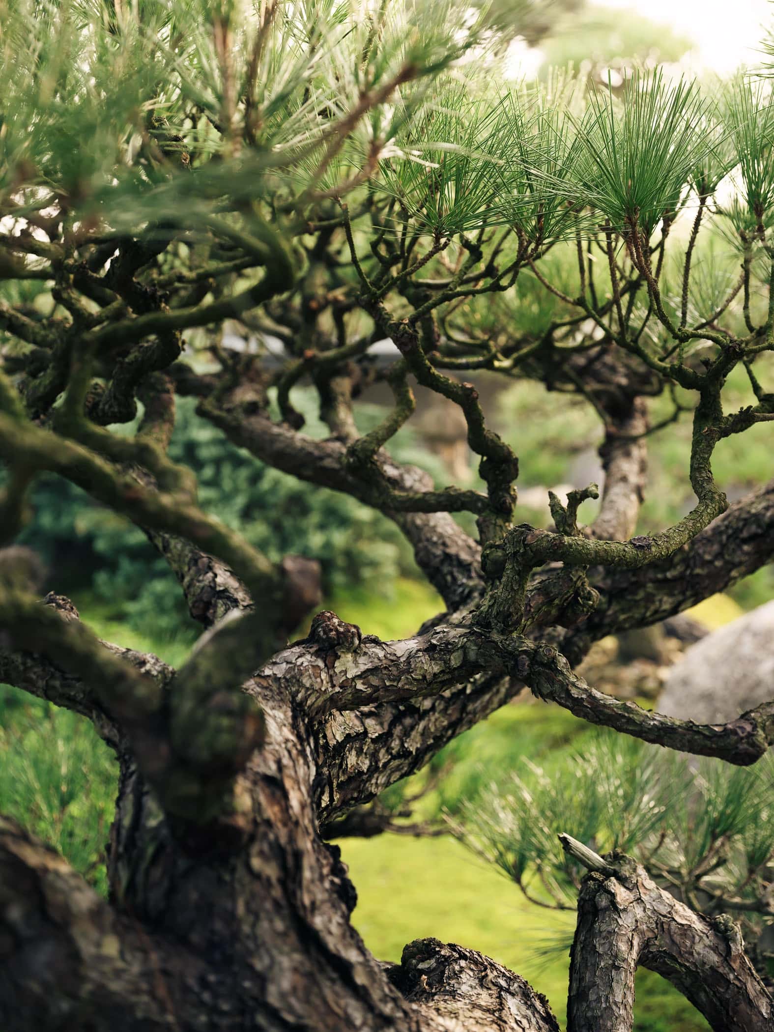 Garden No. 3|三号园林 - Xiao Tan-谭啸 - Görsel 4